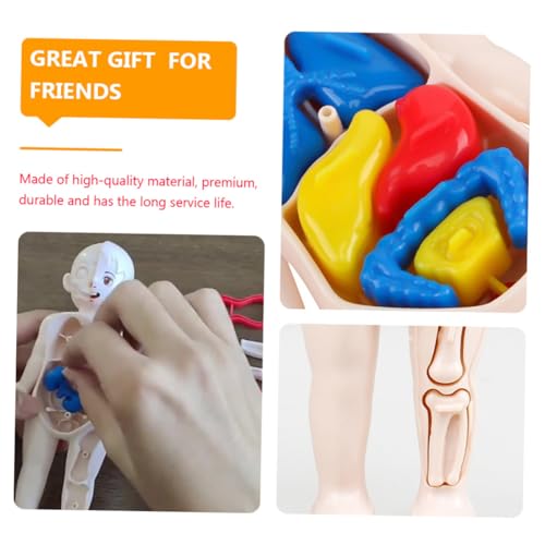 ARTSEWPLY Human Torso Modell Teiliges DIY mit Abnehmbaren Inneren Organen Pädagogisches Lernspielzeug für Frühe Bildung zu Menschlichem Körper und Organstrukturen von ARTSEWPLY