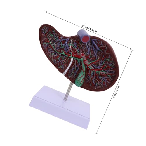 ARTSEWPLY Realistisches Menschliches Lebermodell mit Sockel Plastisches Lehrmodell für Anatomieunterricht und Medizinische Anzeige Detailgetreu Pädagogisch Nützlich Display für Schulen und ARTSEWPLY Realistisches Menschliches Lebermodell mit Sockel Plastisches Lehrmodell für Anatomieunterricht und Medizinische Anzeige Detailgetreu Pädagogisch Nützlich Display für Schulen und von ARTSEWPLY