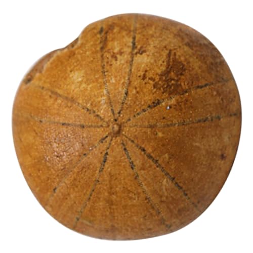 ARTSEWPLY Seeigel Versteinerung Modell Naturgetreu Pädagogisches Dekor Tischornament Lehrmittel für Kreativität Paläontologie Sammlung Geschenk ARTSEWPLY Seeigel Versteinerung Modell Naturgetreu Pädagogisches Dekor Tischornament Lehrmittel für Kreativität Paläontologie Sammlung Geschenk von ARTSEWPLY