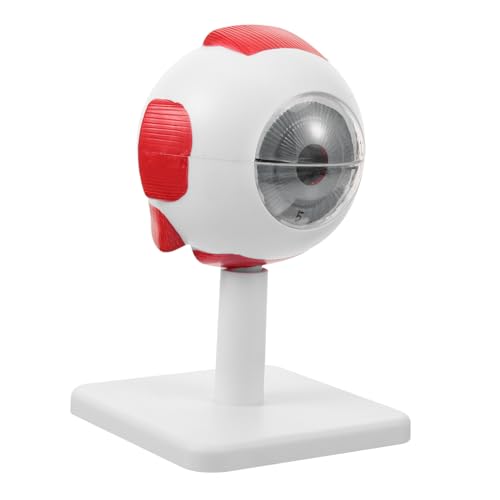 ARTSEWPLY Vergrößertes Anatomisches Augenmodell für Unterricht mit Detailreicher Augenstruktur Realistischer Konstruktion Lebensnahem Design für Medizinische Analyse und Wissenschaftliche ARTSEWPLY Vergrößertes Anatomisches Augenmodell für Unterricht mit Detailreicher Augenstruktur Realistischer Konstruktion Lebensnahem Design für Medizinische Analyse und Wissenschaftliche von ARTSEWPLY