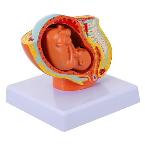 ARTSEWPLY Weibliches Uterus Embryo Modell Monate Schwangerschaft Anatomisches Display Lehrmittel für Medizinische Ausbildung und Patientenschulung mit Realistischem Fötus und Langlebiger ARTSEWPLY Weibliches Uterus Embryo Modell Monate Schwangerschaft Anatomisches Display Lehrmittel für Medizinische Ausbildung und Patientenschulung mit Realistischem Fötus und Langlebiger von ARTSEWPLY