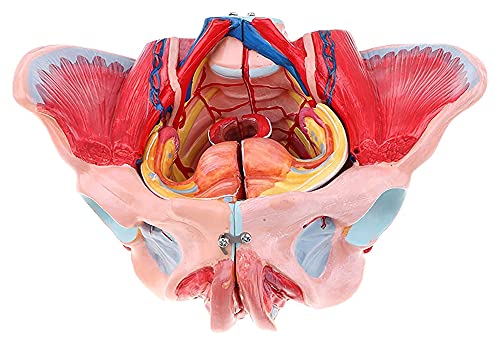 Organmodell Weibliches Beckenanatomie-Modell mit abnehmbaren Organen, anatomisches Modell, weibliches Beckenskelett, 4 anatomische Modelle in natürlicher Größe Organmodell Weibliches Beckenanatomie-Modell mit abnehmbaren Organen, anatomisches Modell, weibliches Beckenskelett, 4 anatomische Modelle in natürlicher Größe von ASPDSPDOBHBFFR