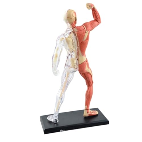 ATIJAA Menschliches Modell, 18 cm, menschliches Torso-Anatomie-Modell, abnehmbares 46-teiliges Muskelmodell, menschliches Skelettmodell für Medizinstudenten, um Skelett-Anatomie-Modell zu lernen von ATIJAA