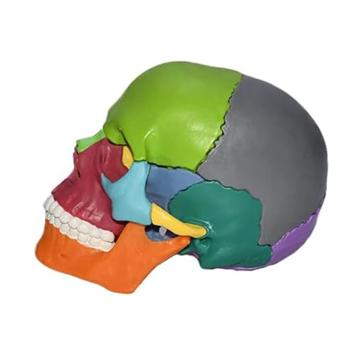 ATIJAA Menschliches Modell, abnehmbar, 15 Teile, Mini-Schädel-Modell, farbiger, realistischer Kopf, Skelettmodell, Kopf, anatomisches Modell für medizinischen Unterricht, Anatomie-Modell von ATIJAA