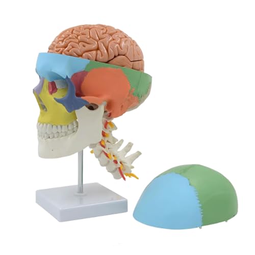 ATIJAA Menschliches Modell Menschliches Gehirn Anatomie Modell Kopf Skelett mit Halswirbel Anatomie Modell Abnehmbares menschliches Schädelmodell für medizinische Demonstration Anatomie Modell von ATIJAA