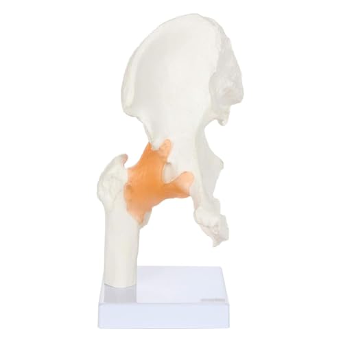 ATIJAA Menschliches Modell menschliches Hüftgelenkmodell Anatomiemodell 1:1 Skelettmodell mit flexiblen Bändern und knöchernen Sehenswürdigkeiten für Massage Physiotherapie Display Anatomie Modell von ATIJAA