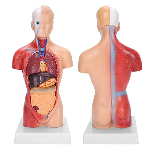 28 cm Menschliche Torso Anatomie, abnehmbare Elemente Realistisches Modell, 4D anatomisches Montagemodell von menschlichen Organen for Unterrichtsbildung 28 cm Menschliche Torso Anatomie, abnehmbare Elemente Realistisches Modell, 4D anatomisches Montagemodell von menschlichen Organen for Unterrichtsbildung von ATJOGWIN