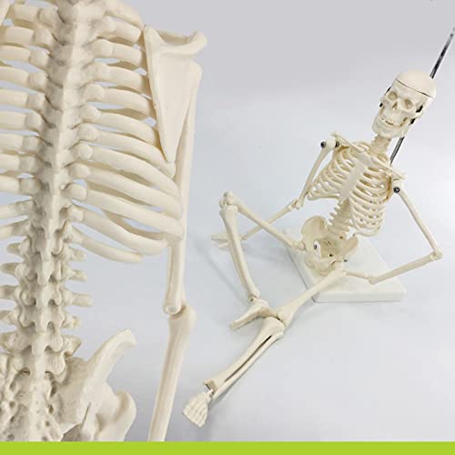 45CM Mensch Skelett Modell und Bewegliche Arme und Beine Auf Kunststoffbasis für Lernen, Bildung, Display-Tool, Geschenk 45CM Mensch Skelett Modell und Bewegliche Arme und Beine Auf Kunststoffbasis für Lernen, Bildung, Display-Tool, Geschenk von ATJOGWIN