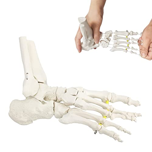 Flexibles Fußknochenmodell, menschliches Skelett Anatomie Medizinische Unterrichtswerkzeug Pädagogische Geräte Knöchelgelenk Modell Lebensgröße Flexibles Fußknochenmodell, menschliches Skelett Anatomie Medizinische Unterrichtswerkzeug Pädagogische Geräte Knöchelgelenk Modell Lebensgröße von ATJOGWIN