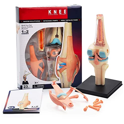 Human 1: 2 Anatomisches Kniegelenk-Simulationsmodell, 23 entfernbare Teile des medizinischen Bildungsmodells, 4D-Spielzeug-Montagesrätsel Human 1: 2 Anatomisches Kniegelenk-Simulationsmodell, 23 entfernbare Teile des medizinischen Bildungsmodells, 4D-Spielzeug-Montagesrätsel von ATJOGWIN