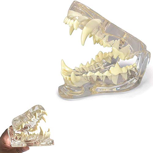 Pathologie Medizinische Zähne Hund Backenmodell, Dent Oral Pathologie Anatomisches Canine Pädagogisches Werkzeug für Veterinärbüro Pathologie Medizinische Zähne Hund Backenmodell, Dent Oral Pathologie Anatomisches Canine Pädagogisches Werkzeug für Veterinärbüro von ATJOGWIN