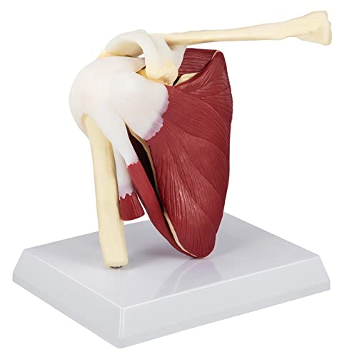 Schultergelenk mit Muskeln, PVC-Schultermodell mit Bändern, lebensgroße Schulteranatomie für Arztpraxen, pädagogisches Werkzeug, Anatomie Schultergelenk mit Muskeln, PVC-Schultermodell mit Bändern, lebensgroße Schulteranatomie für Arztpraxen, pädagogisches Werkzeug, Anatomie von ATJOGWIN
