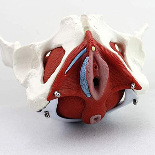 Weibliche Modellstruktur 24,5 * 16 * 13 Cm Beckenmuskelmodell Anatomisches Beckenboden Waschbecken Frau Training Gynäkologie Medizin von ATJOGWIN