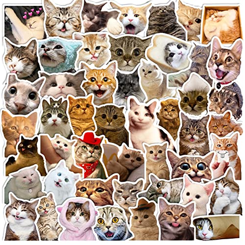 AUCEKO 50 Stück Katze Katze Aufkleber Pack Katze Katze Sticker Set wasserdichte Vinyl Sticker für Laptop Kinder Autos Motorrad Fahrrad Skateboard Gepäck Koffer Computer Aufkleber Graffiti Decal AUCEKO 50 Stück Katze Katze Aufkleber Pack Katze Katze Sticker Set wasserdichte Vinyl Sticker für Laptop Kinder Autos Motorrad Fahrrad Skateboard Gepäck Koffer Computer Aufkleber Graffiti Decal von AUCEKO