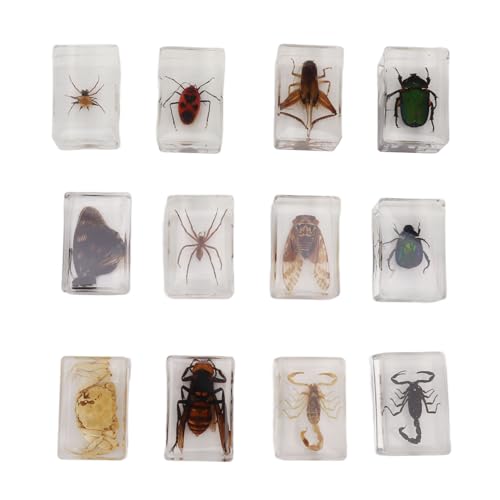 12 Stück Echte Käferexemplare, Echtein Harz, Käfersammlung für die Ausstellung von Wissenschaftlichem Bildungsbedarf von AUNMAS