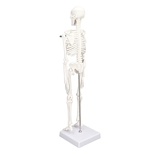 Mini-Skelettmodell aus PVC, Knochenstruktur des Menschlichen Körpers mit Beweglichen Armen und Beinen – Ideal für Anatomie-Lern- und Kunststudios Mini-Skelettmodell aus PVC, Knochenstruktur des Menschlichen Körpers mit Beweglichen Armen und Beinen – Ideal für Anatomie-Lern- und Kunststudios von AUNMAS