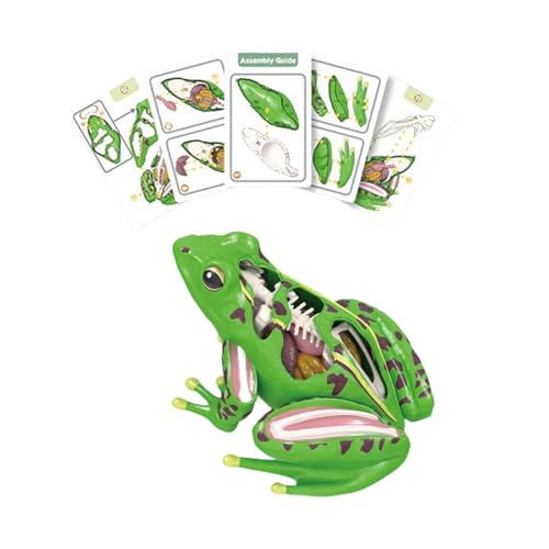 AWHAO 4D Realistisches Frosch Seziermodell, Pädagogisches Lehrmittel für Kinder AWHAO 4D Realistisches Frosch Seziermodell, Pädagogisches Lehrmittel für Kinder von AWHAO