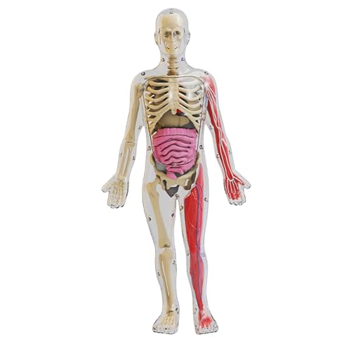 ＡＷＨＡＯ Humankörper Puzzle Kits Lehren Material für Unterrichten von Hilfe von ＡＷＨＡＯ