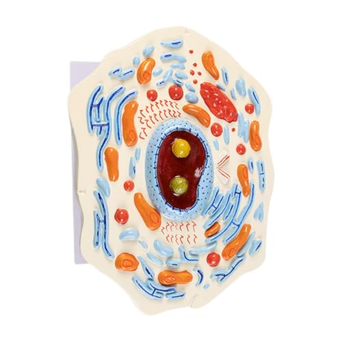 AWHAO Inside Model Biology Science Projects Klassenzimmer Lernanatomischer Modellquerschnitt, Tierzellmodell AWHAO Inside Model Biology Science Projects Klassenzimmer Lernanatomischer Modellquerschnitt, Tierzellmodell von AWHAO
