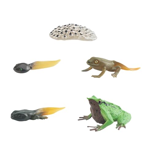 ＡＷＨＡＯ Lebenszyklus von Froschspielzeug Kognitiven Wissenschaftsunterrichtsmaterialien Spielzeug von ＡＷＨＡＯ