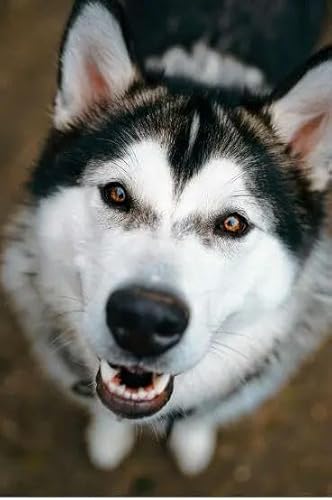 1000 Teile Husky-Welpen-Papier-Puzzle Lernspielzeug für Erwachsene 50 x 70 cm von AWYHEZ