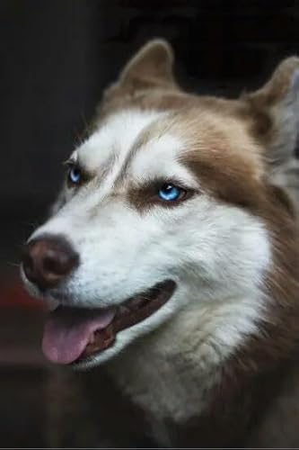 1000 Teile Husky-Welpen-Papier-Puzzle Lernspielzeug für Erwachsene 50 x 70 cm von AWYHEZ