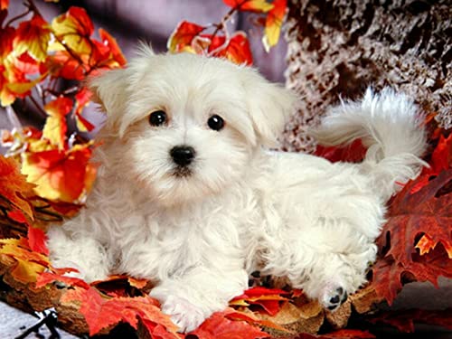 1000 Teile Puzzle für Erwachsene, Hund, Kinder, Familie, Lernspiel, Heimdekoration, Geschenk, 38 x 52 cm 1000 Teile Puzzle für Erwachsene, Hund, Kinder, Familie, Lernspiel, Heimdekoration, Geschenk, 38 x 52 cm von AWYHEZ
