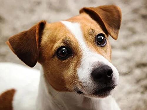 1000 Teile Puzzle für Erwachsene, Hund, Kinder, Familie, Lernspiel, Heimdekoration, Geschenk, 50 x 70 cm 1000 Teile Puzzle für Erwachsene, Hund, Kinder, Familie, Lernspiel, Heimdekoration, Geschenk, 50 x 70 cm von AWYHEZ