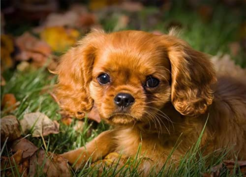 1000 Teile Puzzle für Erwachsene, Hund, Kinder, Familie, Lernspiel, Heimdekoration, Geschenk, 50 x 70 cm 1000 Teile Puzzle für Erwachsene, Hund, Kinder, Familie, Lernspiel, Heimdekoration, Geschenk, 50 x 70 cm von AWYHEZ
