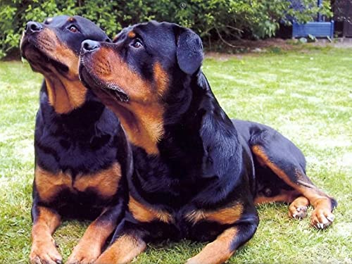 1000 Teile Puzzle für Erwachsene, Hund, Kinder, Familie, Lernspiel, Heimdekoration, Geschenk, 50 x 70 cm 1000 Teile Puzzle für Erwachsene, Hund, Kinder, Familie, Lernspiel, Heimdekoration, Geschenk, 50 x 70 cm von AWYHEZ