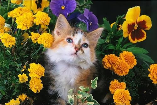 1000 Teile Siamkatze Papierpuzzle Lernspielzeug für Erwachsene 26X38CM 1000 Teile Siamkatze Papierpuzzle Lernspielzeug für Erwachsene 26X38CM von AWYHEZ