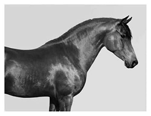 1000-teiliges Puzzle für Erwachsene, Pferd, Tier, Pferd, Lernspielzeug, intellektuelles Spiel, Geschenk für Jungen, DIY, Familienunterhaltungsspielzeug, 70 x 50 cm von AWYHEZ