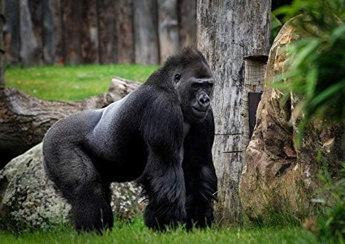 2000 Teile Gorilla-Puzzlespiele Puzzles für Erwachsene Spiele für Erwachsene70X100CM von AWYHEZ