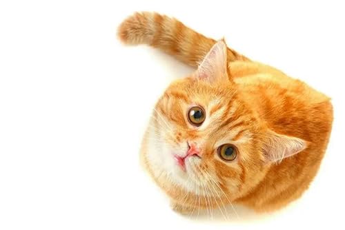 2000 Teile Kleine Mandarin-Katze Papierpuzzle Lernspielzeug für Erwachsene 70X100CM von AWYHEZ