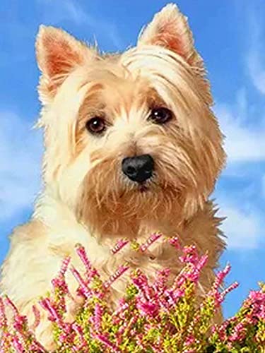 2000 Teile Puzzle für Erwachsene, Hund, Kinder, Familie, Lernspiel, Heimdekoration, Geschenk, 70 x 100 cm 2000 Teile Puzzle für Erwachsene, Hund, Kinder, Familie, Lernspiel, Heimdekoration, Geschenk, 70 x 100 cm von AWYHEZ