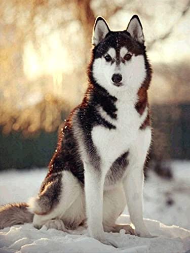 2000 Teile Puzzle für Erwachsene, Hund, Kinder, Familie, Lernspiel, Heimdekoration, Geschenk, 70 x 100 cm 2000 Teile Puzzle für Erwachsene, Hund, Kinder, Familie, Lernspiel, Heimdekoration, Geschenk, 70 x 100 cm von AWYHEZ