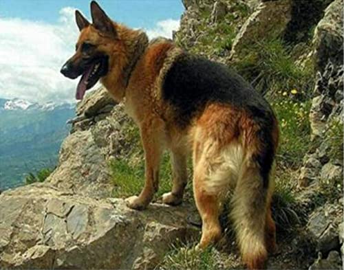 2000 Teile Puzzle für Erwachsene, Hund, Kinder, Familie, Lernspiel, Heimdekoration, Geschenk, 70 x 100 cm 2000 Teile Puzzle für Erwachsene, Hund, Kinder, Familie, Lernspiel, Heimdekoration, Geschenk, 70 x 100 cm von AWYHEZ