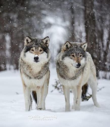 2000-teiliges Puzzle, Lernpuzzle Schneewolf-Tier, interaktives Familienspiel, Puzzle-Set zur Denksportaufgabe 100 x 70 cm 2000-teiliges Puzzle, Lernpuzzle Schneewolf-Tier, interaktives Familienspiel, Puzzle-Set zur Denksportaufgabe 100 x 70 cm von AWYHEZ