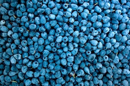 Blaubeer-Hintergrund – 2000-teiliges Papierpuzzle – Geschenk für Anfänger 70 x 100 cm von AWYHEZ