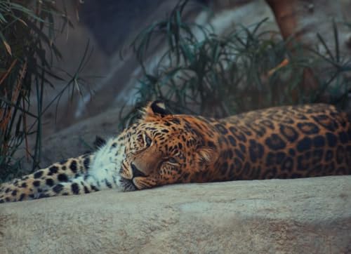 Liegender Leopard – 2000-teiliges Papierpuzzle – Lustige Indoor-Aktivität für Puzzle-Liebhaber 70 x 100 cm von AWYHEZ