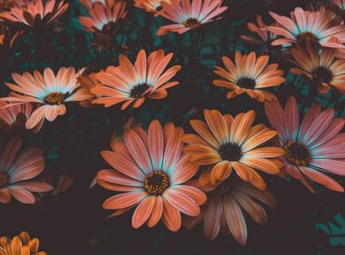 Orange Daisy - 2000-teiliges Papierpuzzle - Tolles Geschenk für Erwachsene 70 x 100 cm von AWYHEZ