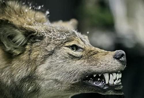 Puzzle 2000 Teile Wolf Schneewolf Wandkunst Poster Pädagogische Intelligenz Stressabbau Spielzeug Lustiges Familienspiel Kinder Erwachsene Herausforderndes Puzzle Geschenk70X100CM von AWYHEZ