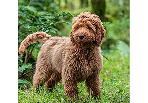 Puzzle für Erwachsene, 1000 Teile, Lernspiel, Herausforderung, Spielzeug, Cockapoo CT, Heimdekoration, 50 x 70 cm Puzzle für Erwachsene, 1000 Teile, Lernspiel, Herausforderung, Spielzeug, Cockapoo CT, Heimdekoration, 50 x 70 cm von AWYHEZ