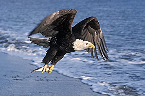 Puzzle für Erwachsene, 1000 Teile, Lernspiel, Herausforderung, Spielzeug, Weißkopfseeadler, Heimdekoration, 38 x 52 cm Puzzle für Erwachsene, 1000 Teile, Lernspiel, Herausforderung, Spielzeug, Weißkopfseeadler, Heimdekoration, 38 x 52 cm von AWYHEZ