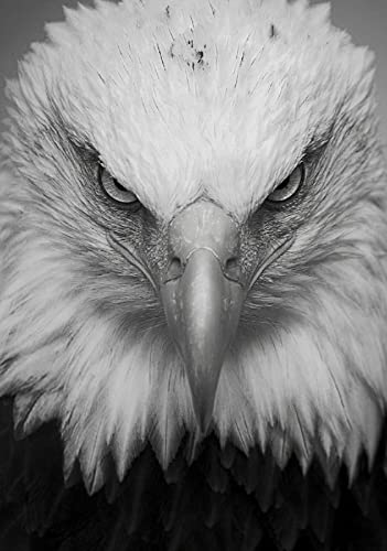 Puzzle für Erwachsene, 1000 Teile, Lernspiel, Herausforderung, Spielzeug, Weißkopfseeadler, Heimdekoration, 50 x 70 cm Puzzle für Erwachsene, 1000 Teile, Lernspiel, Herausforderung, Spielzeug, Weißkopfseeadler, Heimdekoration, 50 x 70 cm von AWYHEZ