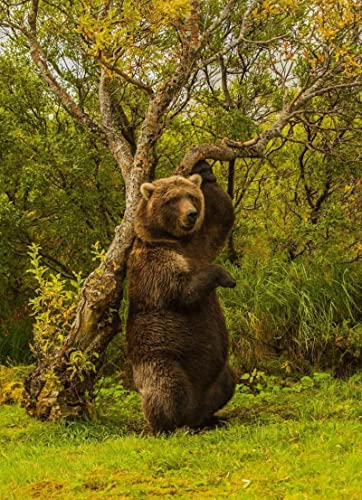 Puzzle für Erwachsene, 1000 Teile, Lernspiel, Herausforderung, Teddybär, Braunbär, Heimdekoration, 50 x 70 cm Puzzle für Erwachsene, 1000 Teile, Lernspiel, Herausforderung, Teddybär, Braunbär, Heimdekoration, 50 x 70 cm von AWYHEZ