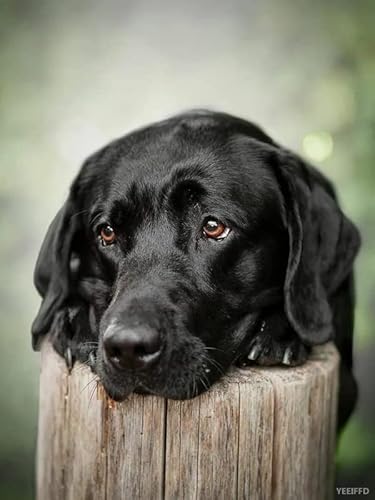 Puzzle für Erwachsene, 1000 Teile, Lernspiel, Herausforderungsspielzeug, schwarzer Hund, Labrador, runde Perle, Hundemenschen, Heimdekoration, 38 x 52 cm Puzzle für Erwachsene, 1000 Teile, Lernspiel, Herausforderungsspielzeug, schwarzer Hund, Labrador, runde Perle, Hundemenschen, Heimdekoration, 38 x 52 cm von AWYHEZ