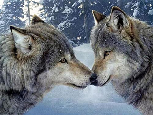 Puzzle für Erwachsene, 1000 Teile, Tierwolf, Dekoration, Heim, Lernspielzeug, intellektuelles Spiel, Geschenk, 50 x 70 cm von AWYHEZ