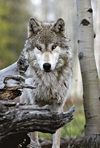 Puzzle für Erwachsene, 1000 Teile, Tierwolf, Heimdekoration, Lernspielzeug, intellektuelles Spiel, Geschenk, 26 x 38 cm Puzzle für Erwachsene, 1000 Teile, Tierwolf, Heimdekoration, Lernspielzeug, intellektuelles Spiel, Geschenk, 26 x 38 cm von AWYHEZ