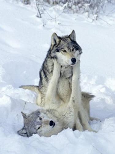 Puzzle für Erwachsene, 1000 Teile, Wolf, Schneewolf, Wandkunst, Poster, Lernspielzeug, intellektuelles Spiel, Geschenk, 50 x 70 cm Puzzle für Erwachsene, 1000 Teile, Wolf, Schneewolf, Wandkunst, Poster, Lernspielzeug, intellektuelles Spiel, Geschenk, 50 x 70 cm von AWYHEZ